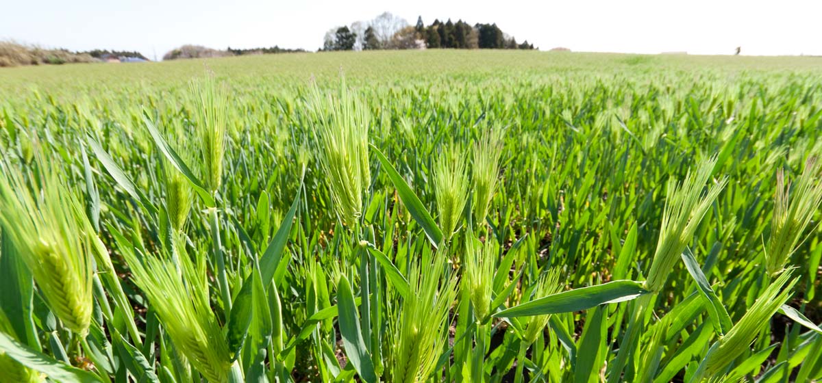 メインイメージ